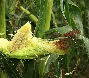 Кукуруза сахарная рыльца, польза, описание, фото