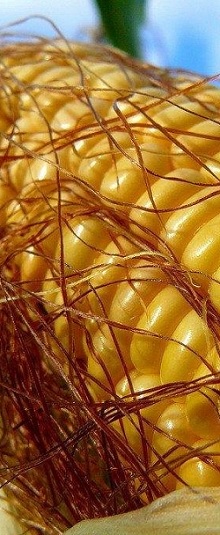 как выглядят кукурузные рыльца, фото, где купить рыльца кукурузы