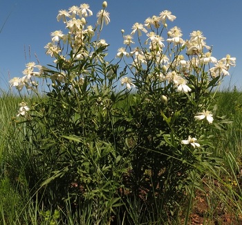 Ломонос шестилепестковый фото растения