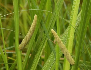 Аир болотный растение, внешний вид, описание