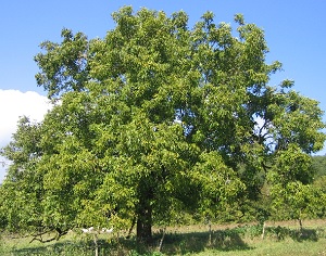 Грецкий орех дерево, внешний вид, описание