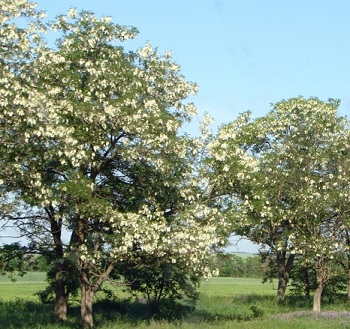 Акация белая дерево фото