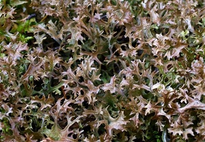 Исландский мох, внешний вид, описание