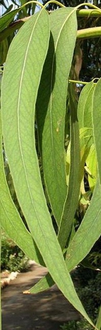 Листья эвкалипта шаровидного, фото, описание, применение