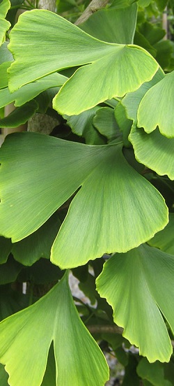 Листья гинкго билоба, внешний вид, свойства