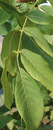 Листья грецкого ореха, внешний вид, польза