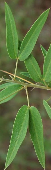 Сенна александрийская (кассия), польза и вред листьев, применение в лечебных целях