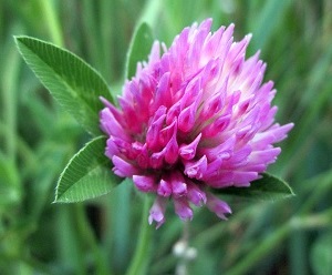 Цветок клевера лугового