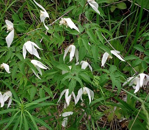 Княжик сибирский растение, внешний вид, описание, фото