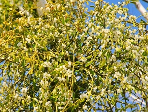 Омела белая, вешний вид растения, описание