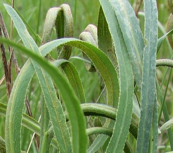 резак обыкновенный трава