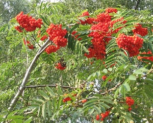 Рябина обыкновенная (красная) внешний вид растения, описание