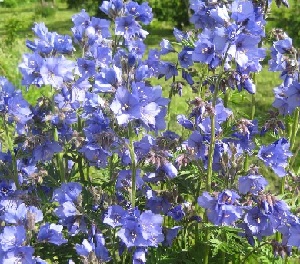 Синюха голубая, внешний вид растения, где растет