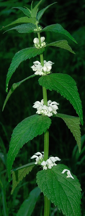 Яснотка белая фото растения