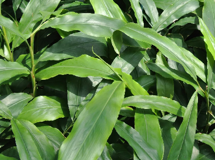 Растение кардамон